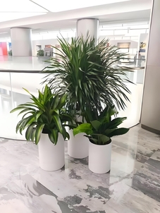 杭州湾盆景出租服务好